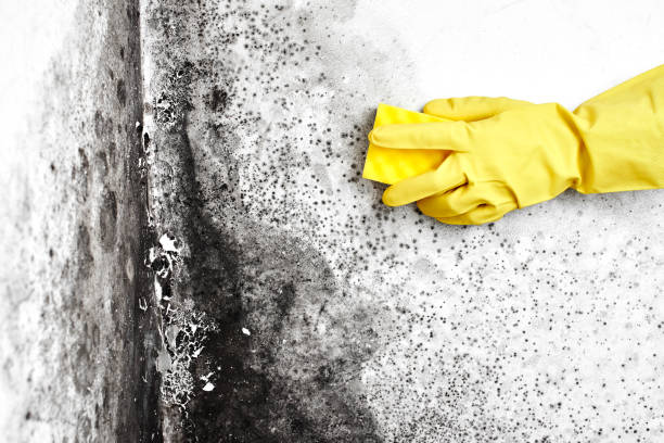 Best HVAC Mold Inspection and Cleaning  in Richton Park, IL