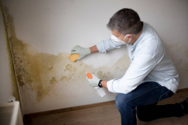 Best Biohazard Mold Removal  in Richton Park, IL