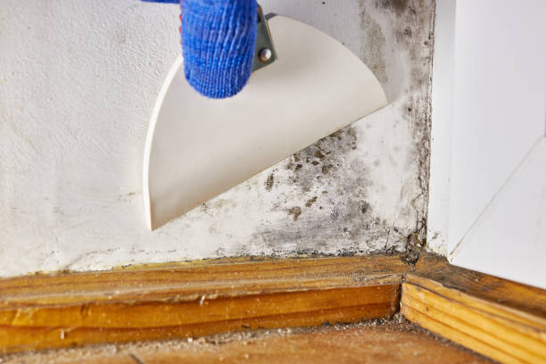 Best Airborne Mold Testing  in Richton Park, IL